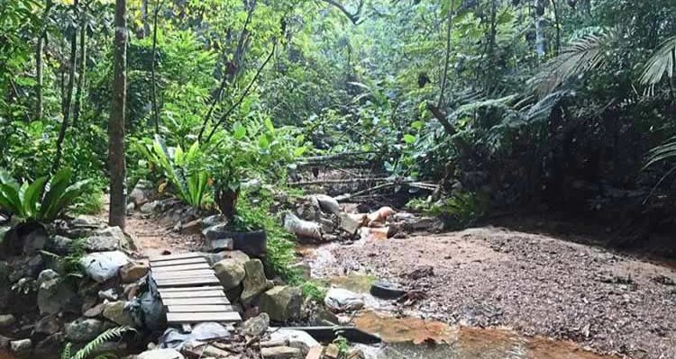 Bukit Gasing Forest Park