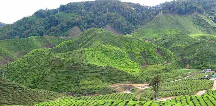 Cameron Highlands Hiking