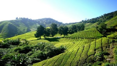 tea-plantation-Cameron-Highland