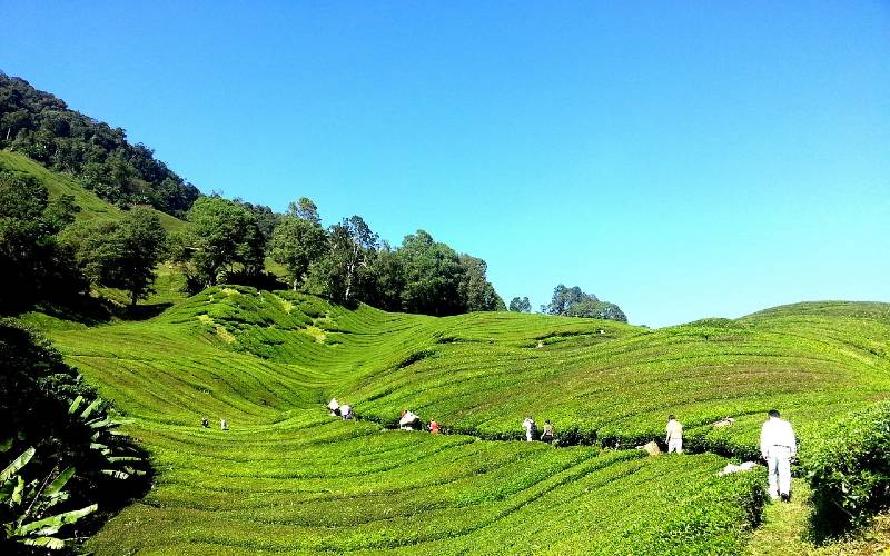 Cameron Highlands In December